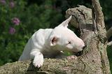 BULL TERRIER MINIATURE 201
